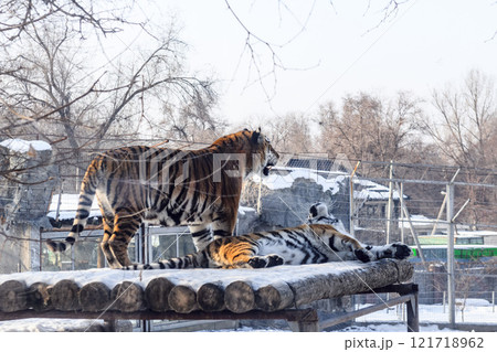 Siberian tiger in the zoo during winter time. Tiger on show.  121718962