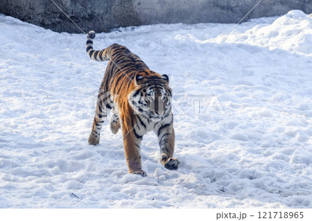 Siberian tiger in the zoo during winter time. Tiger on show.  121718965