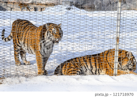 Siberian tiger in the zoo during winter time. Tiger on show.  121718970