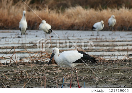 鳴門のレンコン畑で餌を探す沢山のコウノトリ 鳴門のレンコン畑で餌を探す沢山のコウノトリ 121719006