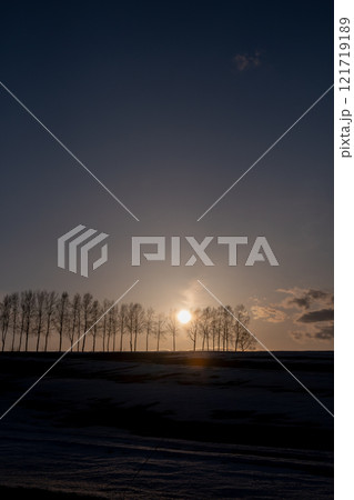 春の夕暮の雪解けの丘とシラカバ並木 春の夕暮の雪解けの丘とシラカバ並木 121719189