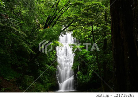 新緑の琴滝 121719265