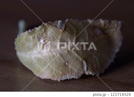 Close-up of Natural yellow color dry leaves with holes on the wooden floor. 121719329