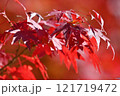 紅葉 121719472