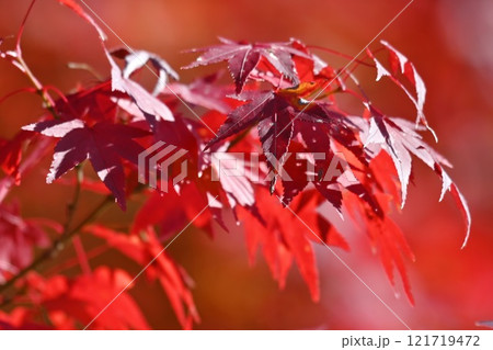 紅葉 121719472