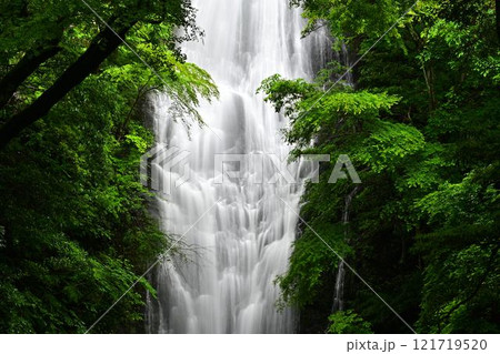 新緑の琴滝 121719520