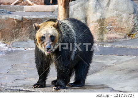 日本最大の陸生哺乳類　水辺で佇むヒグマ 121719727