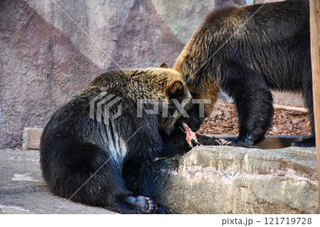 日本最大の陸生哺乳類　餌を食べる2頭のヒグマ 121719728
