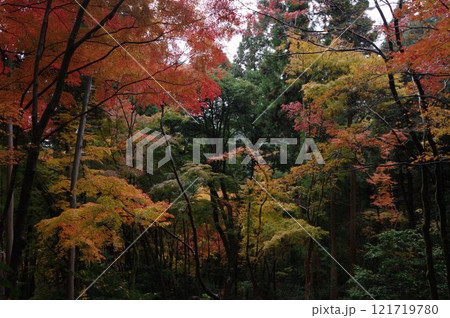 大矢田神社もみじ谷の紅葉 121719780