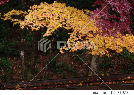 大矢田神社もみじ谷の紅葉 大矢田神社もみじ谷の紅葉 121719782