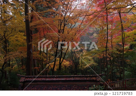 大矢田神社もみじ谷の紅葉 大矢田神社もみじ谷の紅葉 121719783