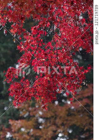 大矢田神社もみじ谷の紅葉 121719789