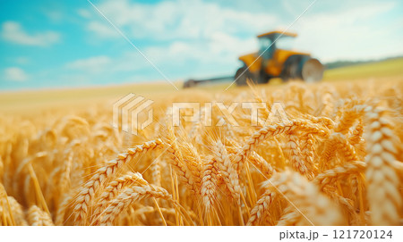 Golden wheat field with tractor in background, showcasing agricultural beauty 121720124