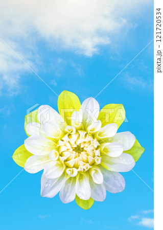 家の周りの草花 四季の色々 秋風にそよぐ大輪の花びら 中心の黄色が美しく清楚な花 輝くダリア 家の周りの草花 四季の色々 秋風にそよぐ大輪の花びら 中心の黄色が美しく清楚な花 輝くダリア 121720534