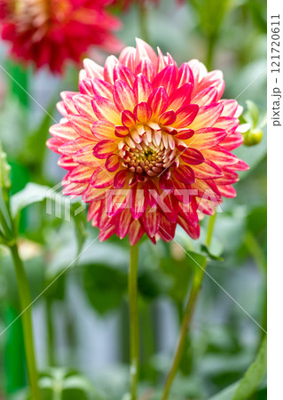 家の周りの草花　四季の色々　秋風にそよぐ大輪の花　ピンクの美しい可憐なダリア　 121720611