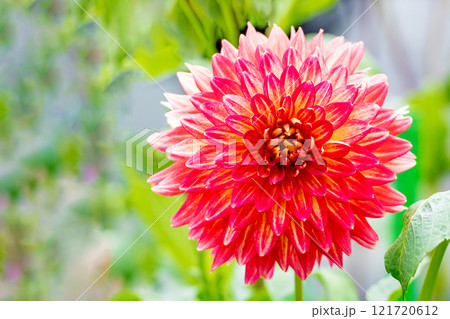 家の周りの草花 四季の色々 秋風にそよぐ大輪の花 ピンクの美しい可憐なダリア 家の周りの草花 四季の色々 秋風にそよぐ大輪の花 ピンクの美しい可憐なダリア 121720612