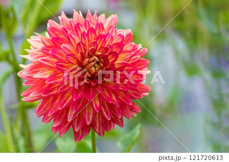 家の周りの草花 四季の色々 秋風にそよぐ大輪の花 ピンクの美しい可憐なダリア 家の周りの草花 四季の色々 秋風にそよぐ大輪の花 ピンクの美しい可憐なダリア 121720613