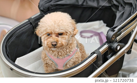 Dog and cat 121720738