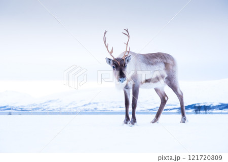 Reindeer in Scandinavia. Wild animals in nature. Domestic animals on the farm. 121720809