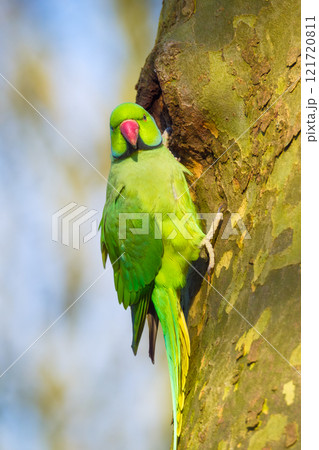 Rose-ringed parakeet. Bird on a branch. Blurred background. Animals in wild nature. Rose-ringed parakeet. Bird on a branch. Blurred background. Animals in wild nature. 121720811