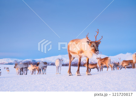 Reindeer in Scandinavia. Wild animals in nature. Domestic animals on the farm. Reindeer in Scandinavia. Wild animals in nature. Domestic animals on the farm. 121720817