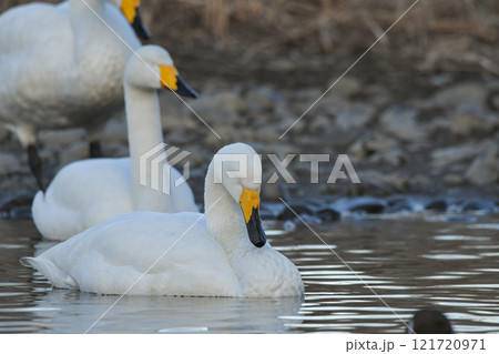白鳥 白鳥 121720971