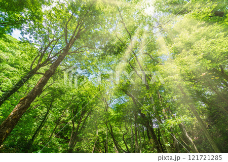 〈鳥取県〉奥大山　木谷沢渓流　新緑のブナ林と光芒 121721285