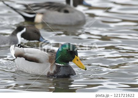 マガモ 121721622