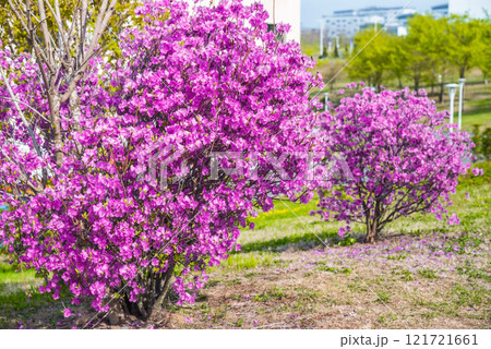 Bright blooming shrubs of Rhododendron dauricum, also called Bagulnik in Russia, with vibrant pink-purple flowers. Captured in spring, surrounded by green foliage, no people present 121721661