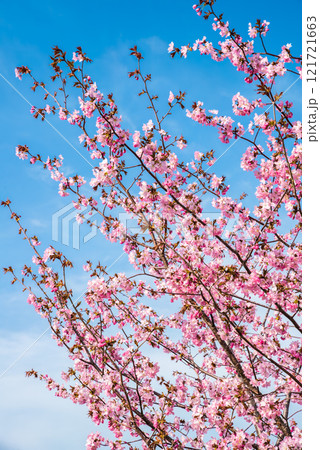 Vertical photo of blooming Japanese cherry blossoms (sakura) in Primorsky Krai, Russian Far East. Pink flowers on branches against a clear blue spring sky Vertical photo of blooming Japanese cherry blossoms (sakura) in Primorsky Krai, Russian Far East. Pink flowers on branches against a clear blue spring sky 121721663