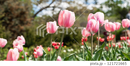 Pink tulips of the Triumph variety blooming in a flowerbed during spring. The vibrant flowers create a postcard-like scene with a blurred background and copy space Pink tulips of the Triumph variety blooming in a flowerbed during spring. The vibrant flowers create a postcard-like scene with a blurred background and copy space 121721665