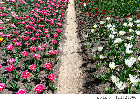 A spring garden path runs between colorful tulip flower beds, showcasing different tulip varieties, including white, red, and pink blossoms, under bright sunlight A spring garden path runs between colorful tulip flower beds, showcasing different tulip varieties, including white, red, and pink blossoms, under bright sunlight 121721666