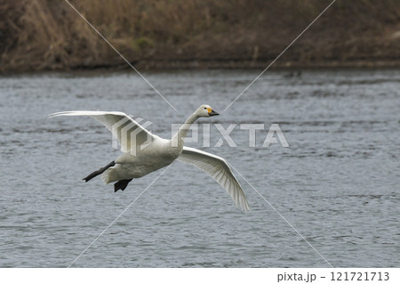 白鳥 121721713