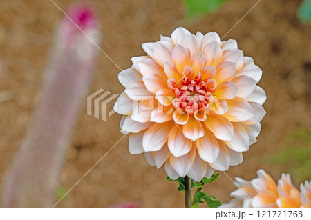 家の周りの草花　四季の色々　秋風にそよぐ大輪の花　ピンクの美しい可憐なダリア　 121721763