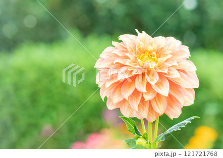 家の周りの草花　四季の色々　秋風にそよぐ大輪の花　ピンクの美しい可憐なダリア　 121721768