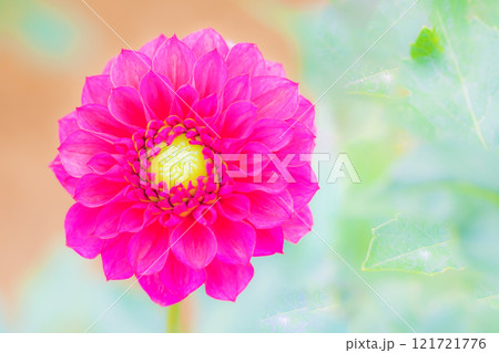 家の周りの草花　四季の色々　秋風にそよぐ大輪の花　ピンクの美しい可憐なダリア　 121721776