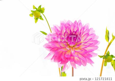 家の周りの草花 四季の色々 秋風にそよぐ大輪の花 ピンクの美しい可憐なダリア 家の周りの草花 四季の色々 秋風にそよぐ大輪の花 ピンクの美しい可憐なダリア 121721811