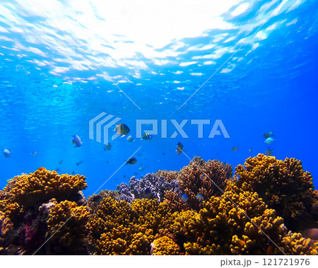 熱帯魚と珊瑚礁　水中写真　パングラオ島 121721976