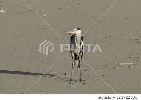 アオサギ アオサギ 121722335