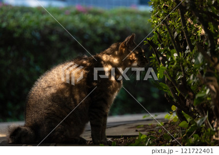 木漏れ日でサビ猫みたいな毛並みになってる茶トラ柄の野良猫 木漏れ日でサビ猫みたいな毛並みになってる茶トラ柄の野良猫 121722401