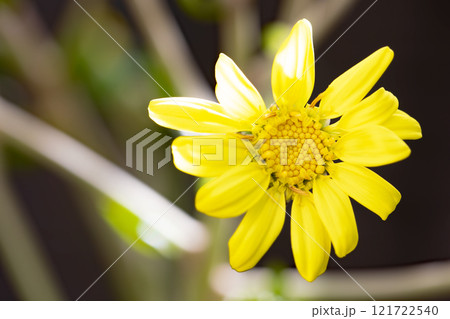 家の周りの草花　四季の色々　庭の片隅に輝く　黄色の可憐な花びら　清楚なつわぶきの花 121722540