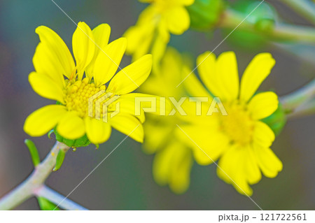 家の周りの草花 四季の色々 庭の片隅に輝く 黄色の可憐な花びら 清楚なつわぶきの花 家の周りの草花 四季の色々 庭の片隅に輝く 黄色の可憐な花びら 清楚なつわぶきの花 121722561