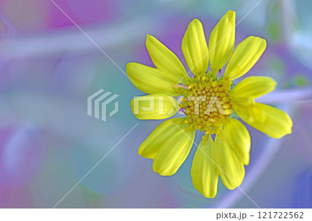 家の周りの草花 四季の色々 庭の片隅に輝く 黄色の可憐な花びら 清楚なつわぶきの花 家の周りの草花 四季の色々 庭の片隅に輝く 黄色の可憐な花びら 清楚なつわぶきの花 121722562