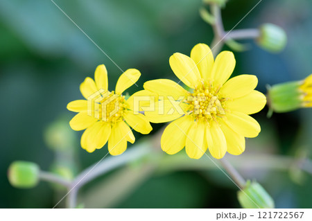 家の周りの草花　四季の色々　庭の片隅に輝く　黄色の可憐な花びら　清楚なつわぶきの花 121722567