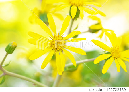 家の周りの草花　四季の色々　庭の片隅に輝く　黄色の可憐な花びら　清楚なつわぶきの花 121722589