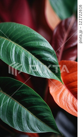 Tropical Leaves on a Bright Background Tropical Leaves on a Bright Background 121722616
