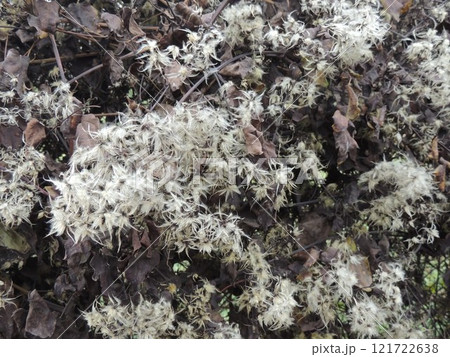 fragment of shrub with dark dry foliage and fluffy seeds in autumn time, gloomy textured natural background of dead plant with shaggy flowers 121722638