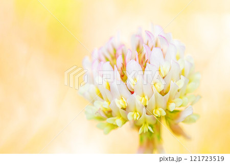 家の周りの草花 四季の色々 薄紫色の小花 シロツメクサ 家の周りの草花 四季の色々 薄紫色の小花 シロツメクサ 121723519