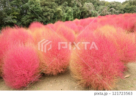 紅葉したコキア 紅葉したコキア 121723563