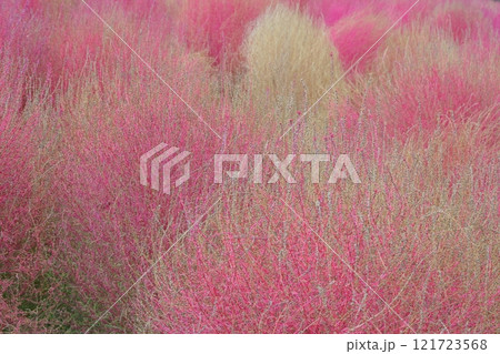 紅葉したコキア 紅葉したコキア 121723568